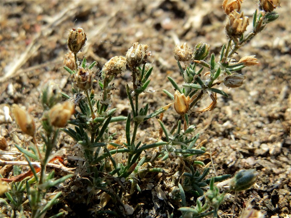 Silber-Fingerkraut (Potentilla argentea) bei Hockenheim