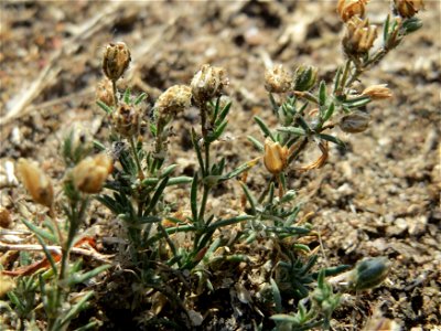 Silber-Fingerkraut (Potentilla argentea) bei Hockenheim