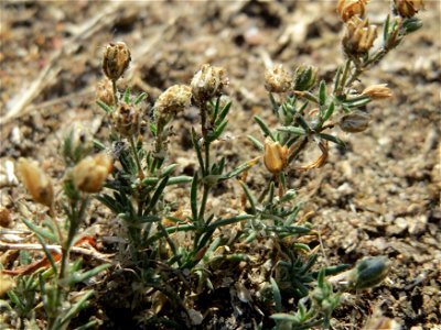 Silber-Fingerkraut (Potentilla argentea) bei Hockenheim photo