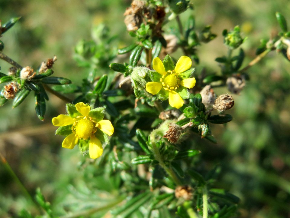 Silber-Fingerkraut (Potentilla argentea) bei Reilingen