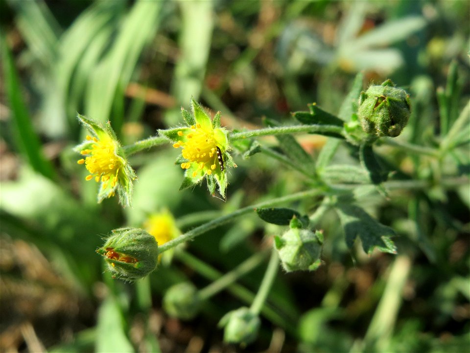 Silber-Fingerkraut (Potentilla argentea) bei Hockenheim