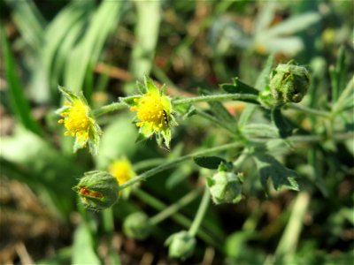 Silber-Fingerkraut (Potentilla argentea) bei Hockenheim