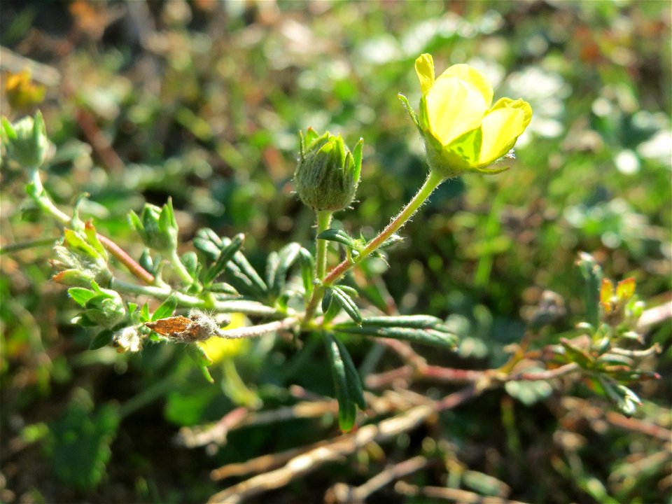 Silber-Fingerkraut (Potentilla argentea) in Hockenheim