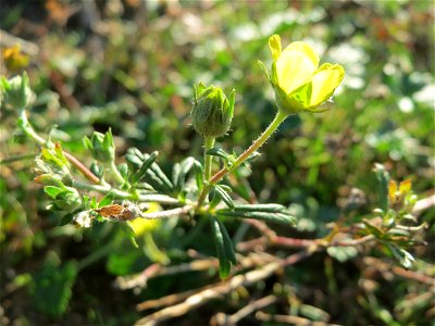 Silber-Fingerkraut (Potentilla argentea) in Hockenheim