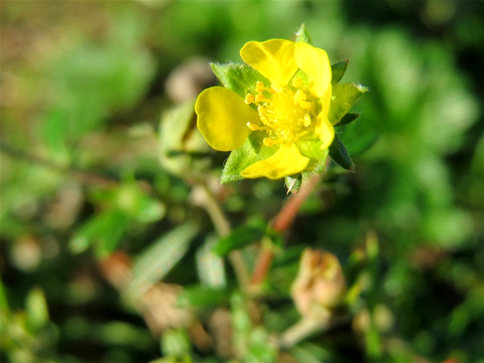 Silber-Fingerkraut (Potentilla argentea) in Hockenheim