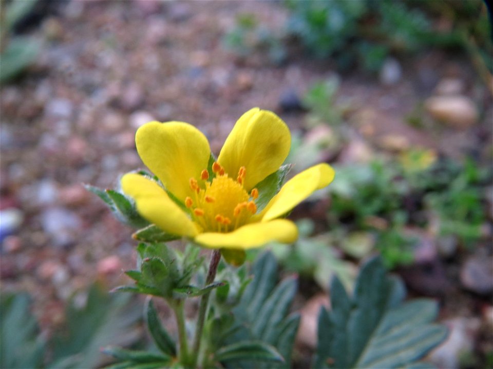 Silber-Fingerkraut (Potentilla argentea) in Hockenheim