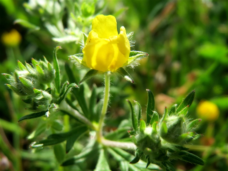 Silber-Fingerkraut (Potentilla argentea) an der Lußheimer Straße in Hockenheim