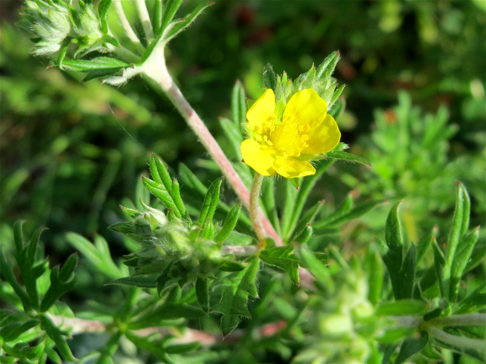 Silber-Fingerkraut (Potentilla argentea) an der Lußheimer Straße in Hockenheim