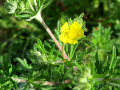 Silber-Fingerkraut (Potentilla argentea) an der Lußheimer Straße in Hockenheim