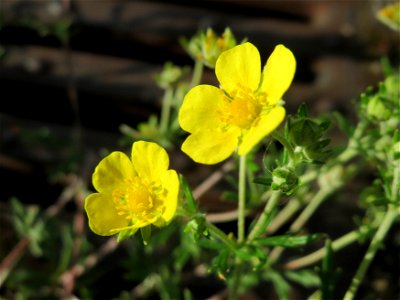 Silber-Fingerkraut (Potentilla argentea) am Bahnhof Hockenheim