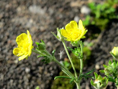 Silber-Fingerkraut (Potentilla argentea) am Bahnhof Hockenheim