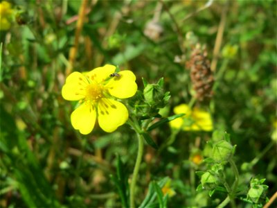 Silber-Fingerkraut (Potentilla argentea) in Hockenheim