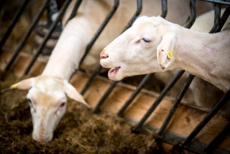 Wool pasture agriculture photo