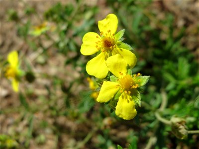 Silber-Fingerkraut (Potentilla argentea) in Hockenheim