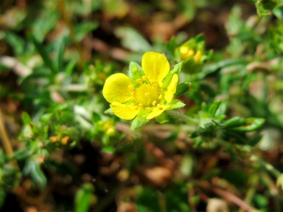 Silber-Fingerkraut (Potentilla argentea) in Bruchmühlbach-Miesau