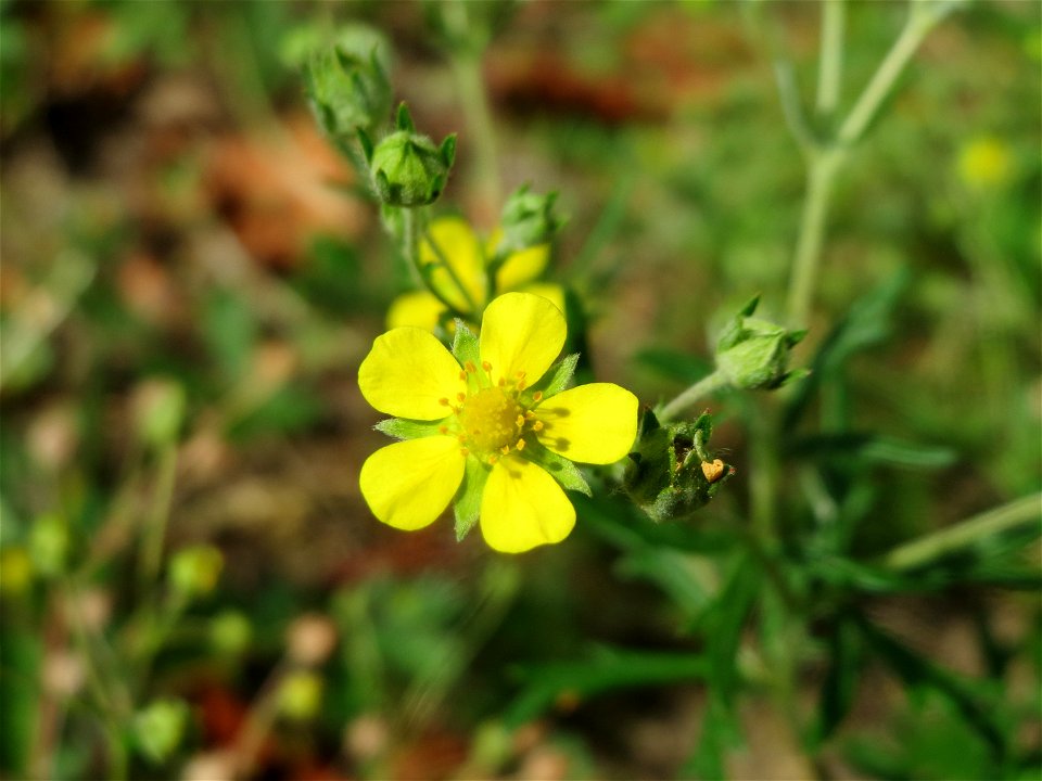 Silber-Fingerkraut (Potentilla argentea) in Hockenheim