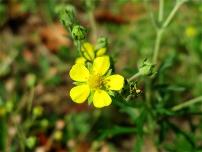 Silber-Fingerkraut (Potentilla argentea) in Hockenheim