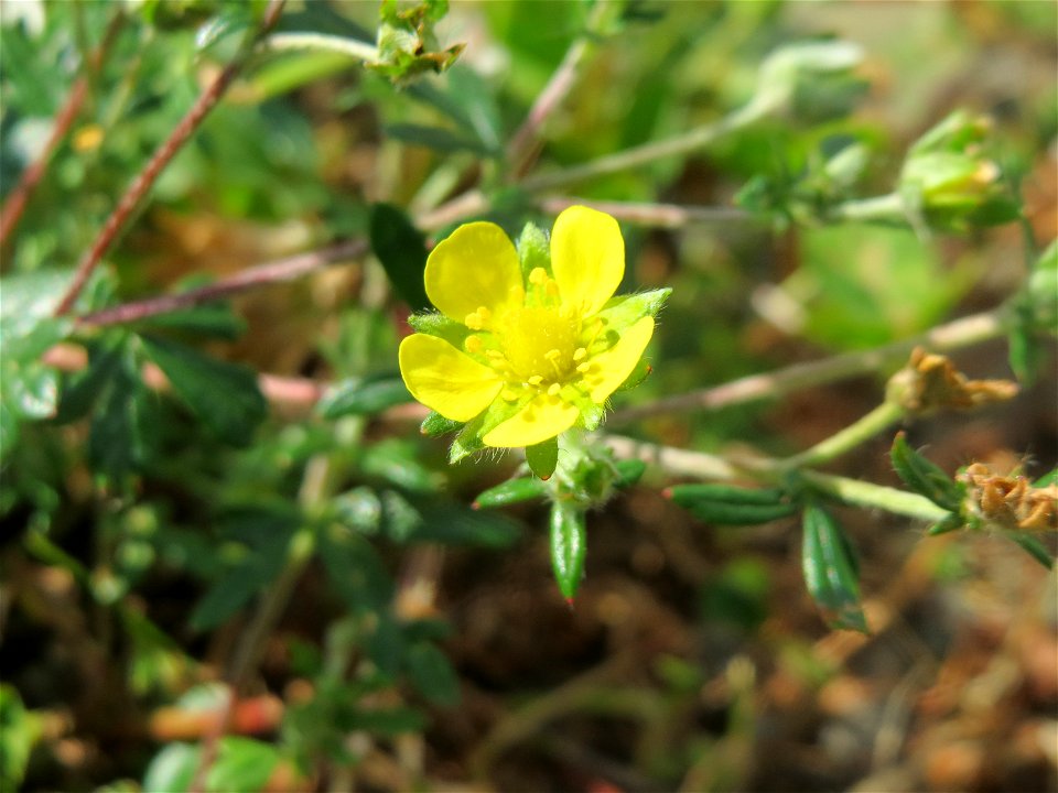 Silber-Fingerkraut (Potentilla argentea) in Bruchmühlbach-Miesau
