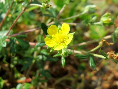 Silber-Fingerkraut (Potentilla argentea) in Bruchmühlbach-Miesau