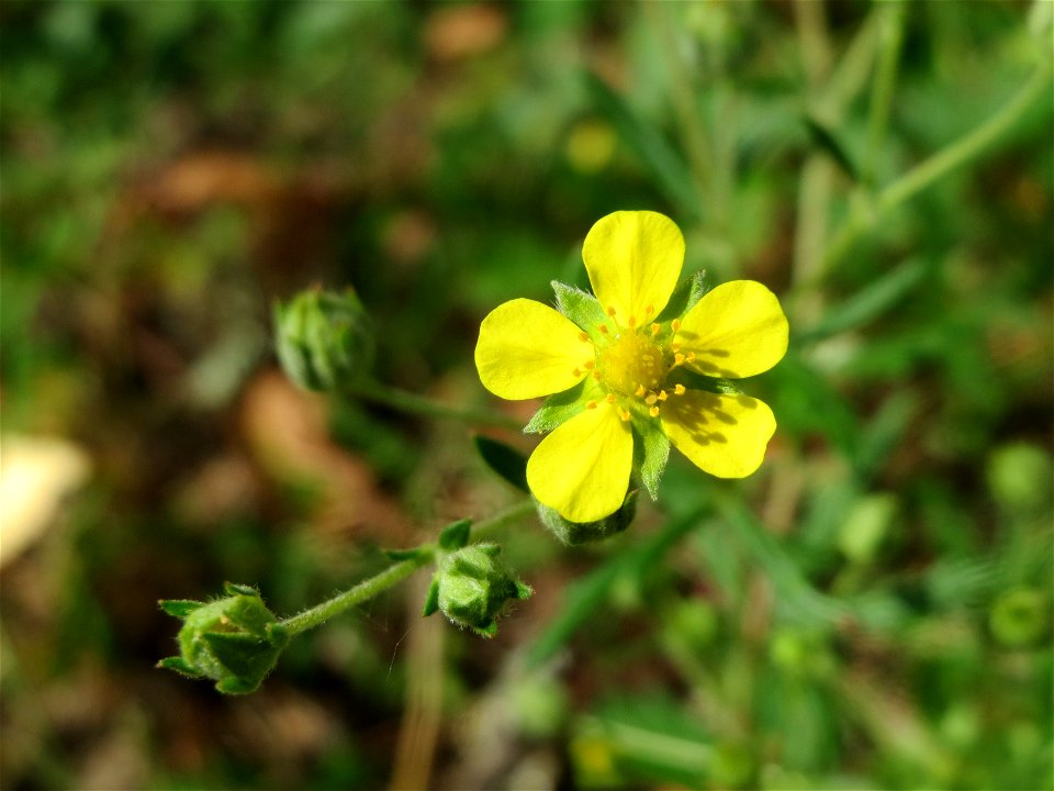 Silber-Fingerkraut (Potentilla argentea) in Hockenheim