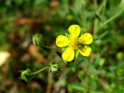 Silber-Fingerkraut (Potentilla argentea) in Hockenheim