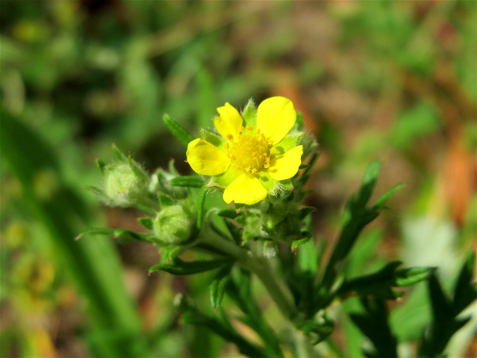 Silber-Fingerkraut (Potentilla argentea) in Hockenheim
