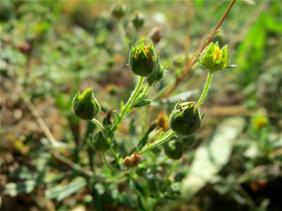 Silber-Fingerkraut (Potentilla argentea) in Hockenheim