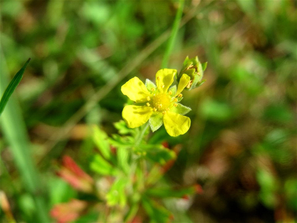 Silber-Fingerkraut (Potentilla argentea) im Schwetzinger Hardt - an der Bahnstrecke Mannheim-Karlsruhe findet sich ein kleines Sandmagerrasen-Biotop mit typischer Binnendünen-Vegetation