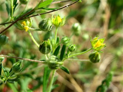 Silber-Fingerkraut (Potentilla argentea) in Hockenheim
