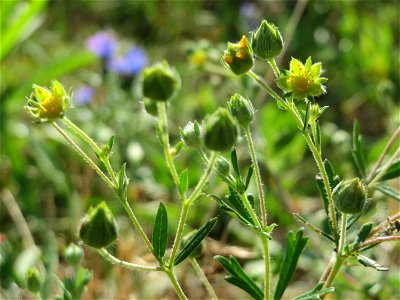 Silber-Fingerkraut (Potentilla argentea) in Hockenheim