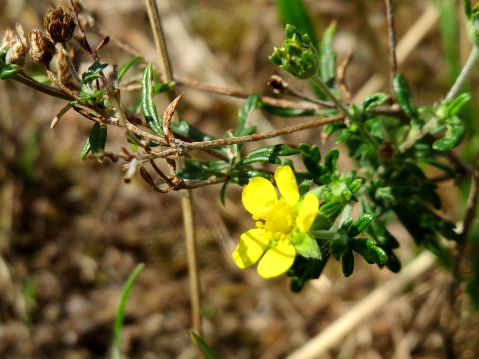 Silber-Fingerkraut (Potentilla argentea) in Hockenheim