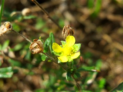 Silber-Fingerkraut (Potentilla argentea) in Hockenheim