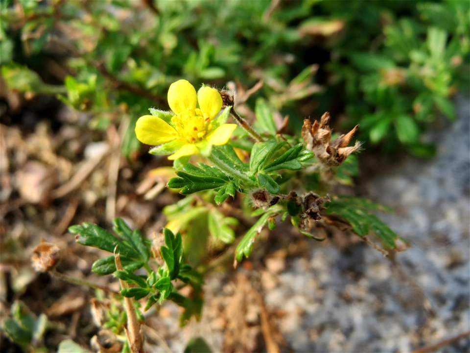 Silber-Fingerkraut (Potentilla argentea) in Hockenheim