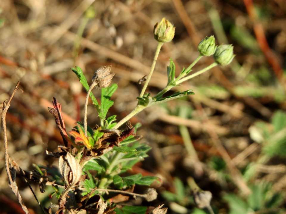 Mumienbotanik: Silber-Fingerkraut (Potentilla argentea) in Hockenheim