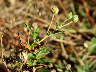 Mumienbotanik: Silber-Fingerkraut (Potentilla argentea) in Hockenheim