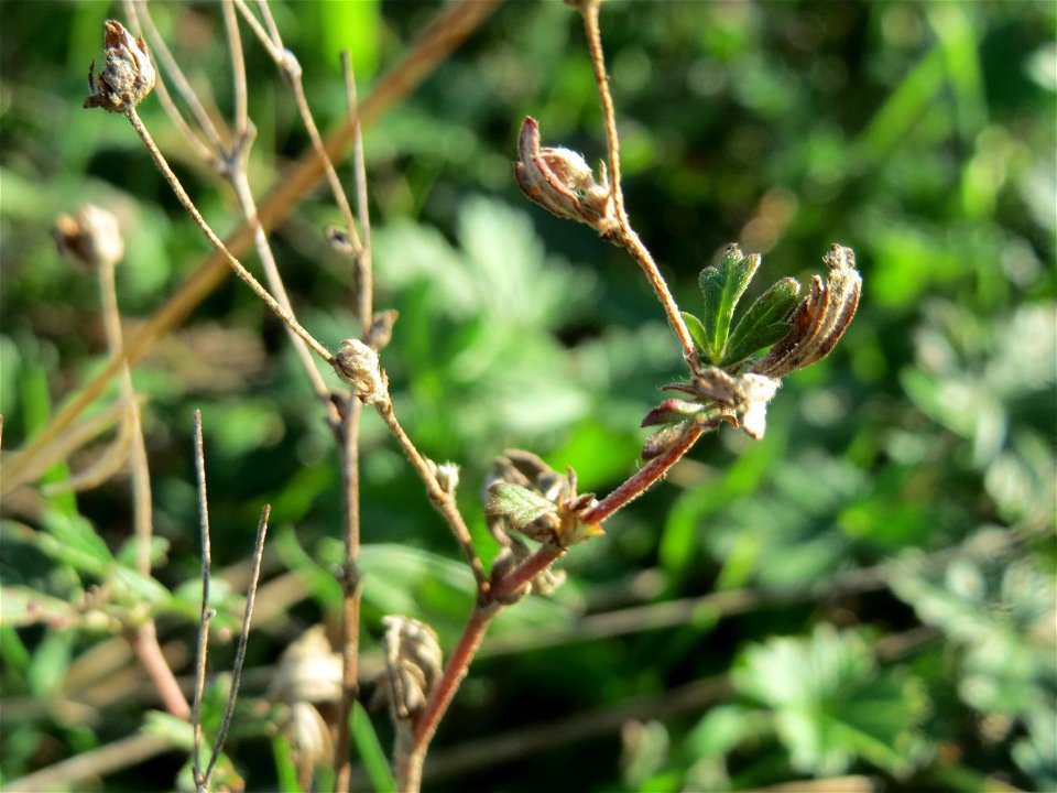Silber-Fingerkraut (Potentilla argentea) im Naturschutzgebiet Gewann Frankreich-Wiesental