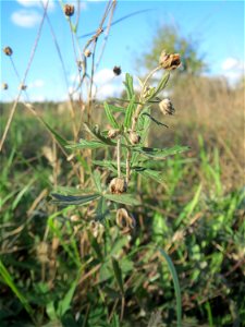 Silber-Fingerkraut (Potentilla argentea) im Naturschutzgebiet Gewann Frankreich-Wiesental
