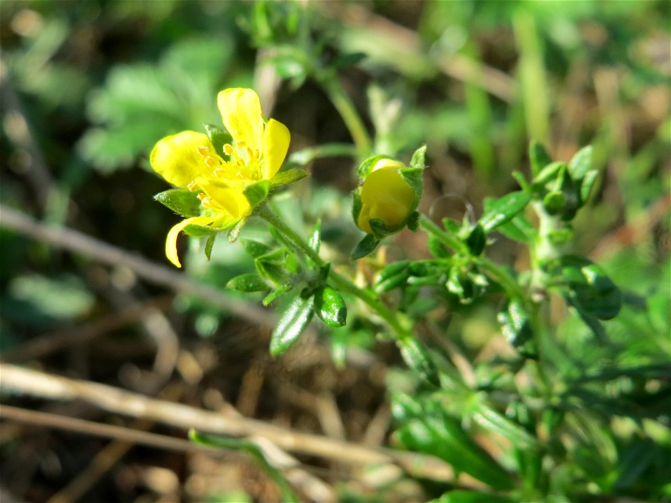 Silber-Fingerkraut (Potentilla argentea) im Naturschutzgebiet Gewann Frankreich-Wiesental