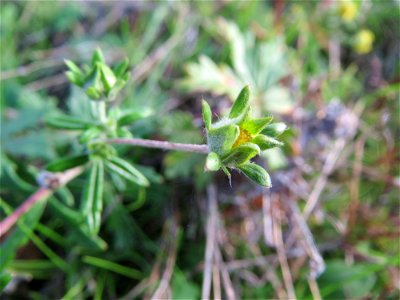 Silber-Fingerkraut (Potentilla argentea) in Hockenheim
