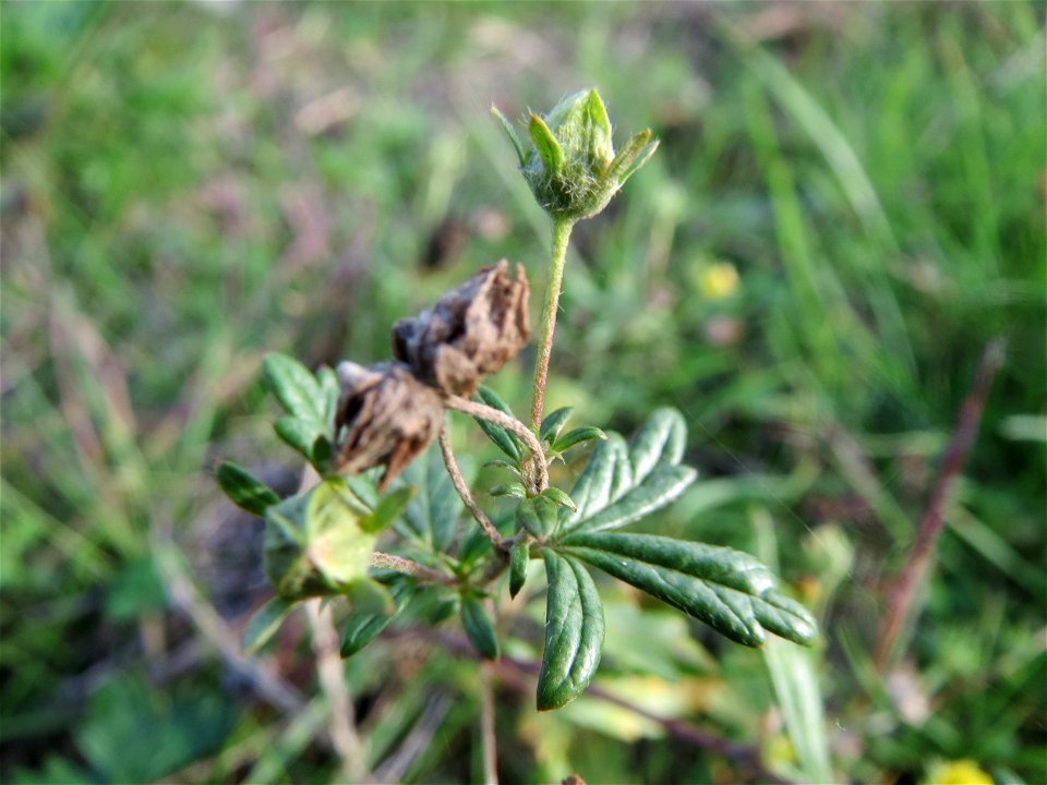 Silber-Fingerkraut (Potentilla argentea) in Hockenheim