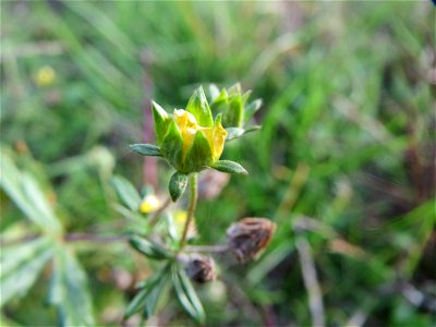 Silber-Fingerkraut (Potentilla argentea) in Hockenheim
