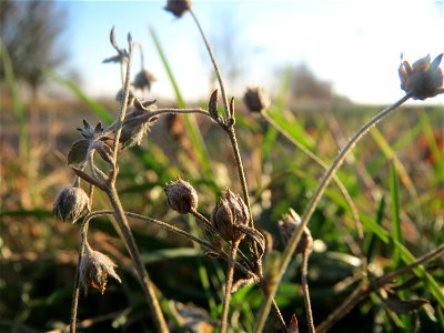 Typische Sand-Magerrasen-Vegetation: Silber-Fingerkraut (Potentilla argentea) bei Reilingen