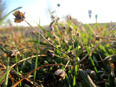 Typische Sand-Magerrasen-Vegetation: Silber-Fingerkraut (Potentilla argentea) bei Reilingen