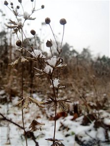 Silber-Fingerkraut (Potentilla argentea) im Schwetzinger Hardt - an der Bahnstrecke Mannheim-Karlsruhe findet sich ein kleines Sandmagerrasen-Biotop mit typischer Binnendünen-Vegetation