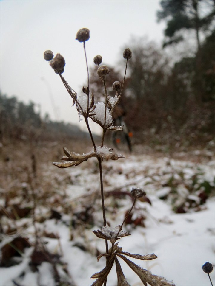 Silber-Fingerkraut (Potentilla argentea) im Schwetzinger Hardt - an der Bahnstrecke Mannheim-Karlsruhe findet sich ein kleines Sandmagerrasen-Biotop mit typischer Binnendünen-Vegetation