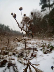 Silber-Fingerkraut (Potentilla argentea) im Schwetzinger Hardt - an der Bahnstrecke Mannheim-Karlsruhe findet sich ein kleines Sandmagerrasen-Biotop mit typischer Binnendünen-Vegetation