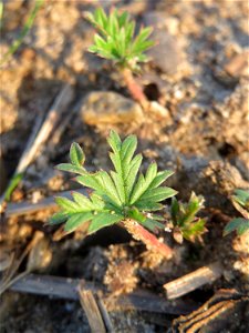 Grundblätter vom Silber-Fingerkraut (Potentilla argentea) in Hockenheim