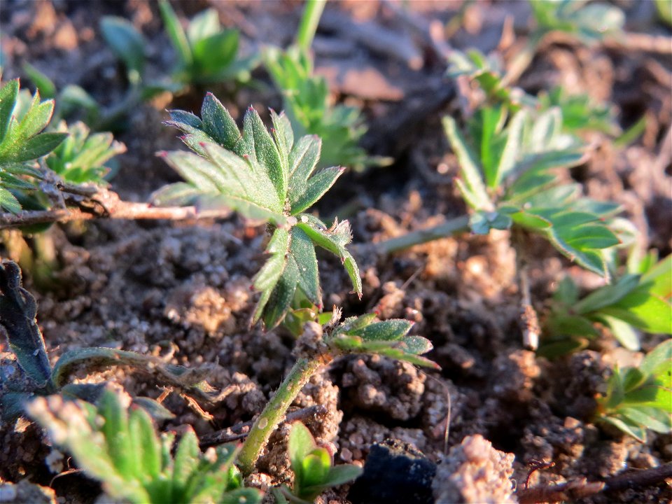 Grundblätter vom Silber-Fingerkraut (Potentilla argentea) in Hockenheim