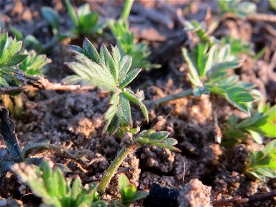 Grundblätter vom Silber-Fingerkraut (Potentilla argentea) in Hockenheim