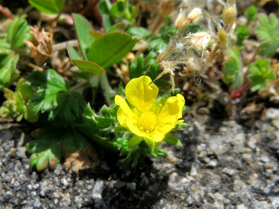 Ritzenbotanik: Silber-Fingerkraut (Potentilla argentea) in Hockenheim